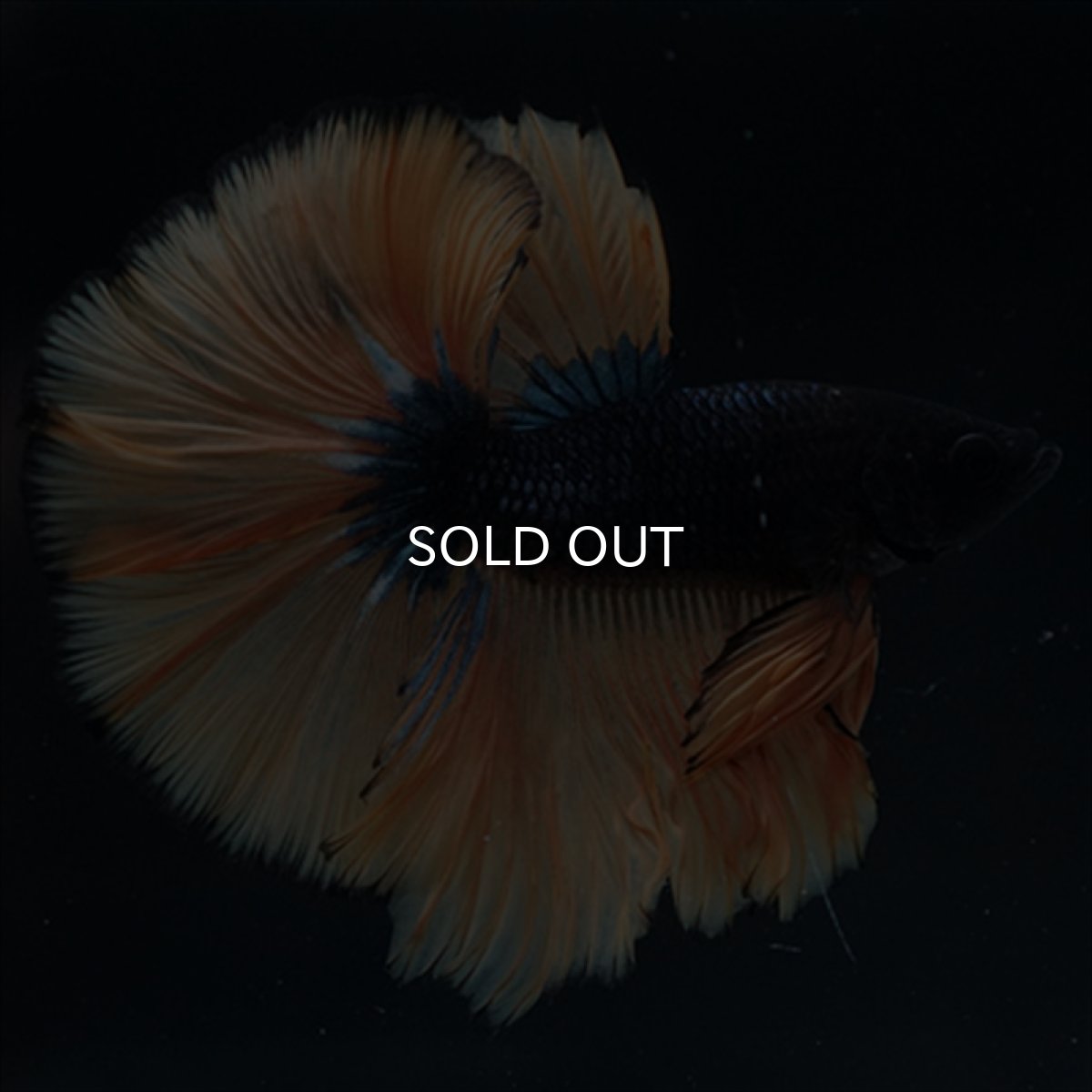 画像6: HM　マスタード (6)