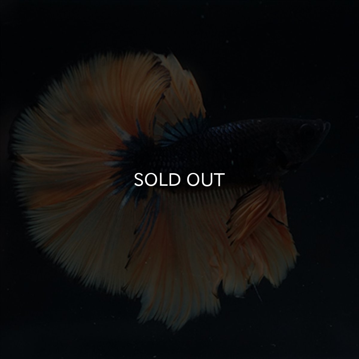 画像5: HM　マスタード (5)