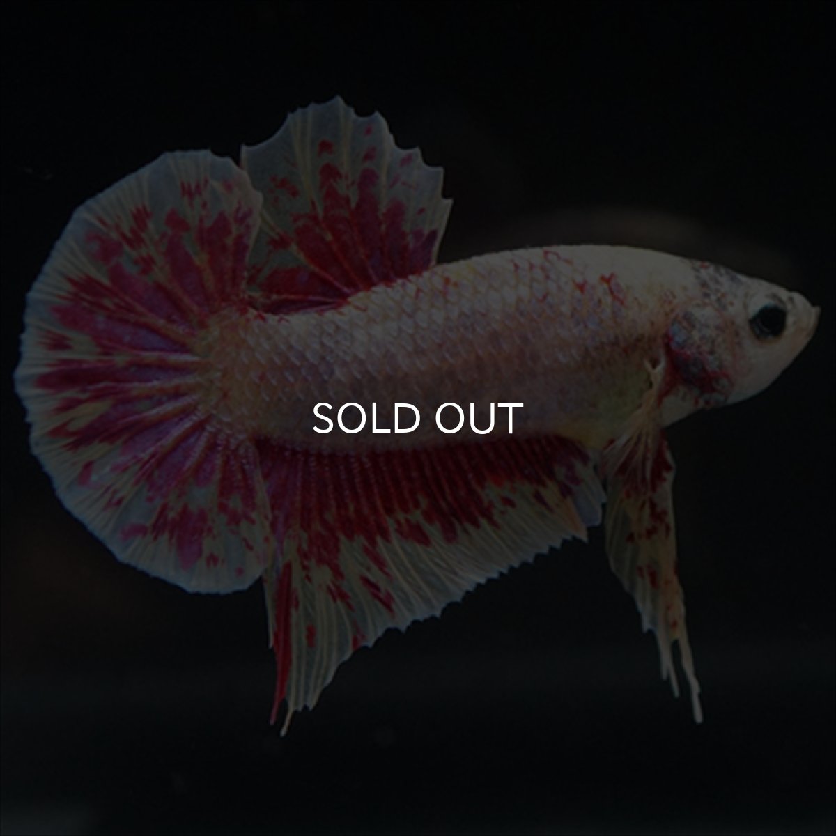 画像2: HMPK　パープルファンシー　変わり柄 (2)