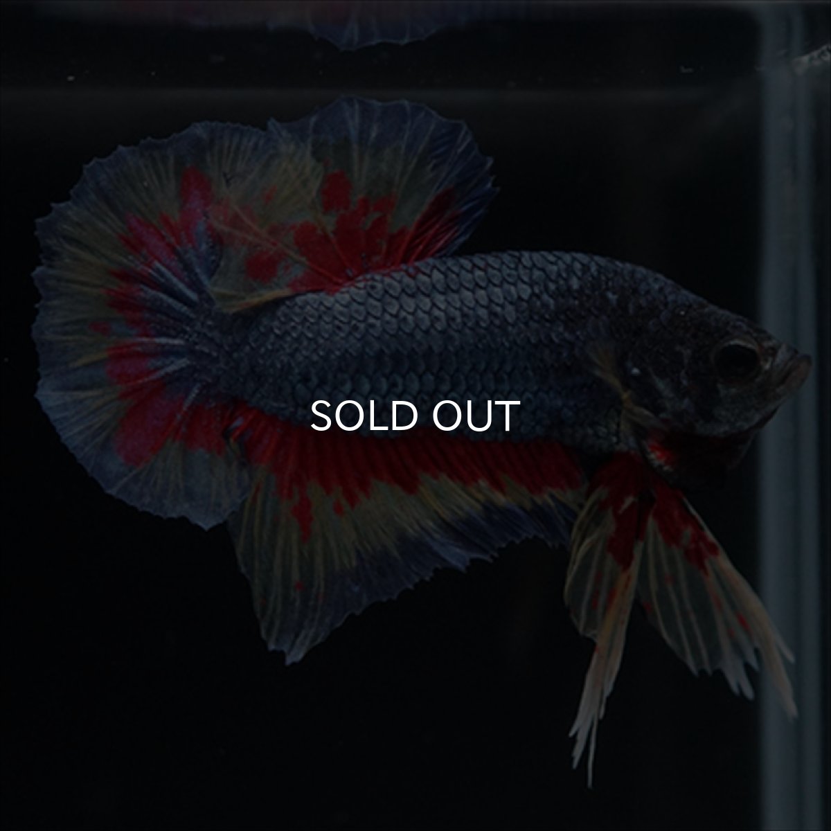 画像15: HMPK　ファンシーブルー　変わり柄 (15)