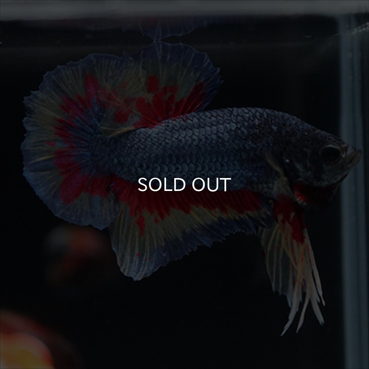 画像14: HMPK　ファンシーブルー　変わり柄 (14)