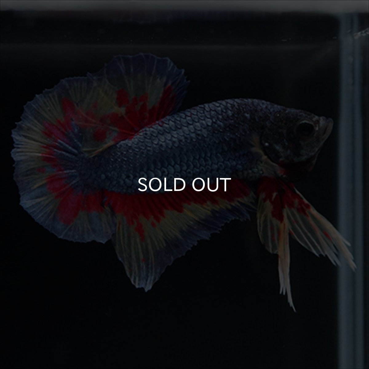 画像13: HMPK　ファンシーブルー　変わり柄 (13)