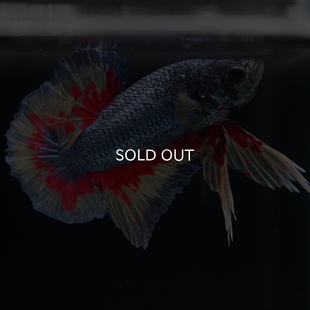 画像12: HMPK　ファンシーブルー　変わり柄 (12)