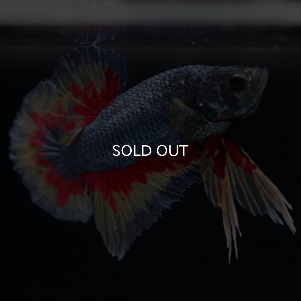 画像11: HMPK　ファンシーブルー　変わり柄 (11)