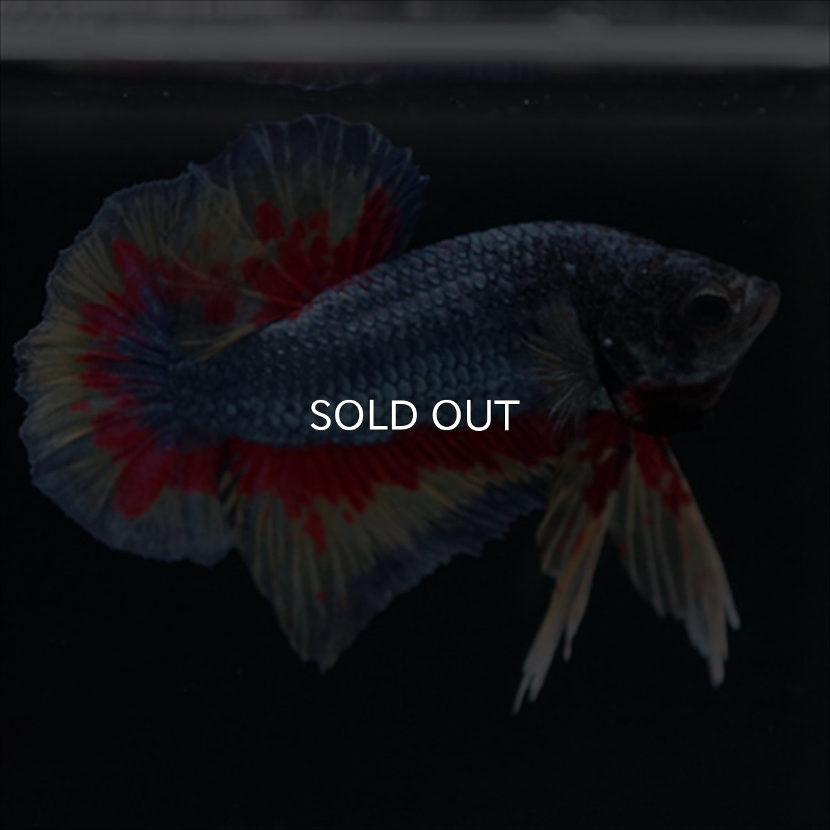 画像10: HMPK　ファンシーブルー　変わり柄 (10)