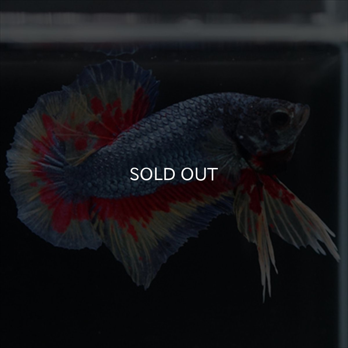 画像9: HMPK　ファンシーブルー　変わり柄 (9)