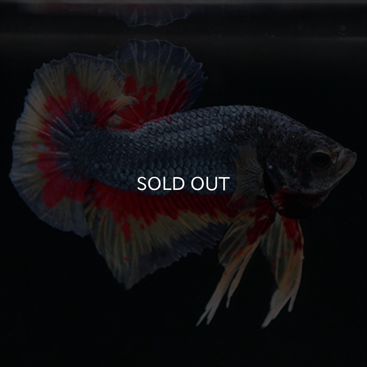 画像8: HMPK　ファンシーブルー　変わり柄 (8)