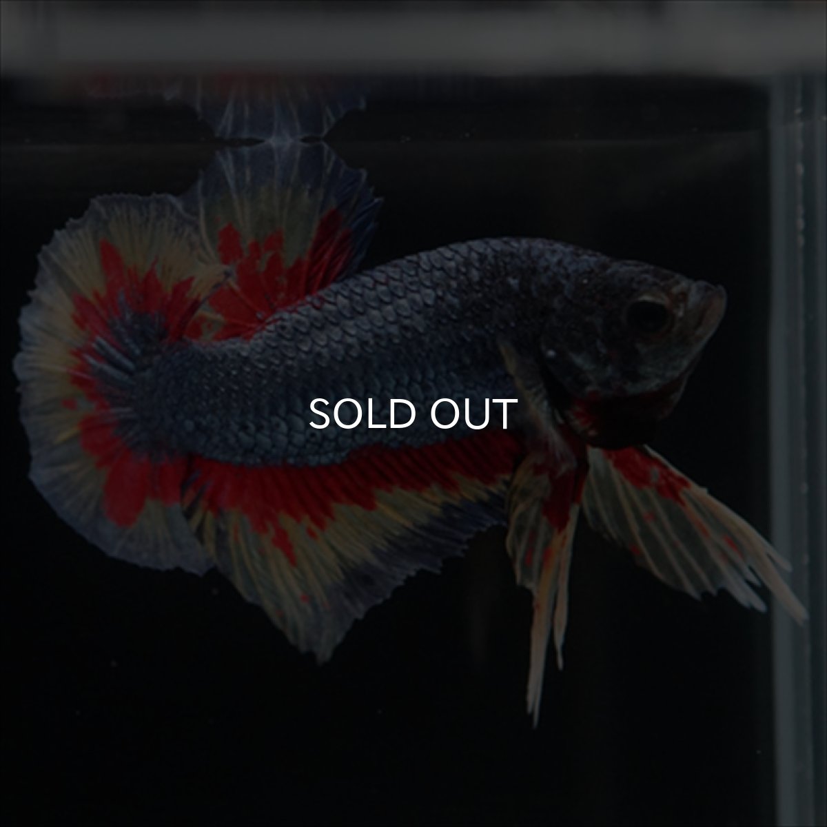 画像7: HMPK　ファンシーブルー　変わり柄 (7)