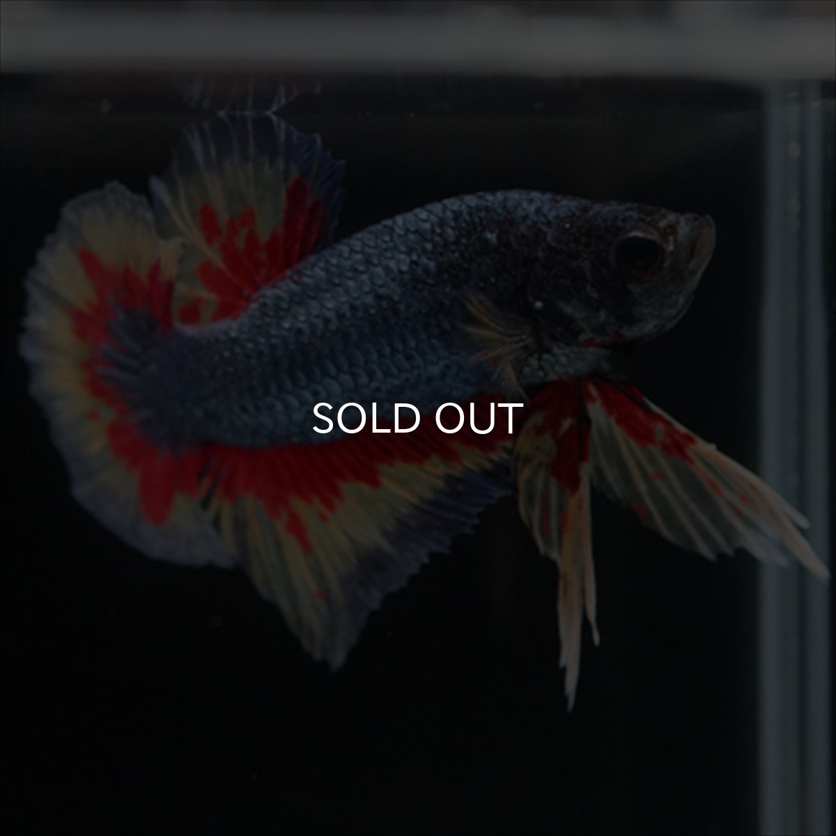 画像6: HMPK　ファンシーブルー　変わり柄 (6)