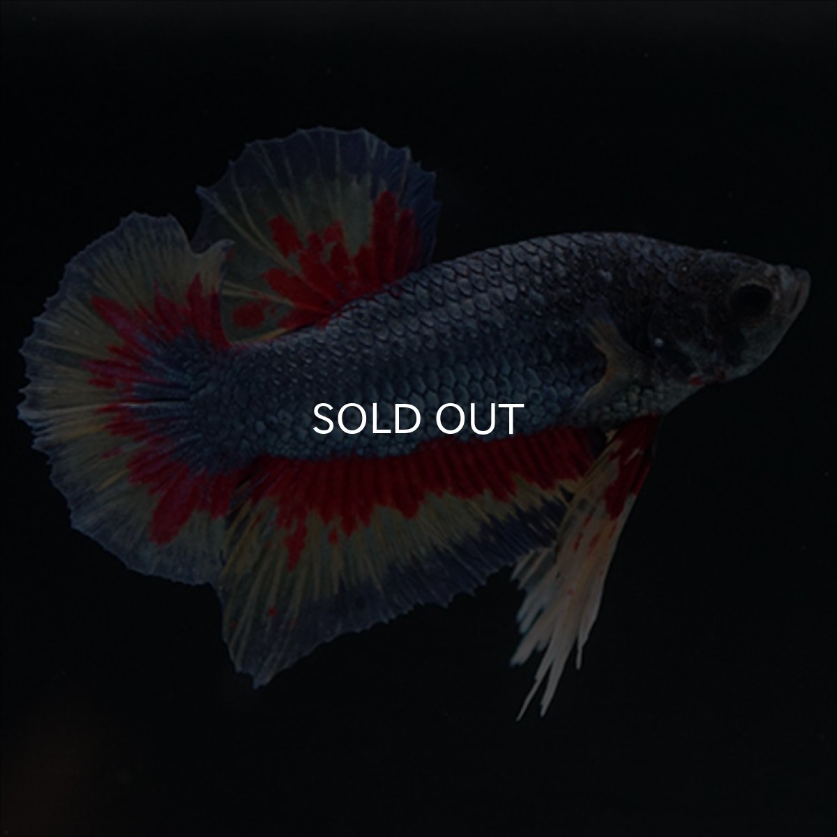 画像5: HMPK　ファンシーブルー　変わり柄 (5)