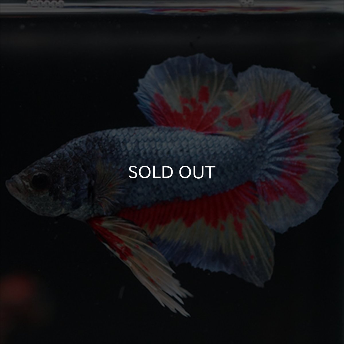 画像3: HMPK　ファンシーブルー　変わり柄 (3)