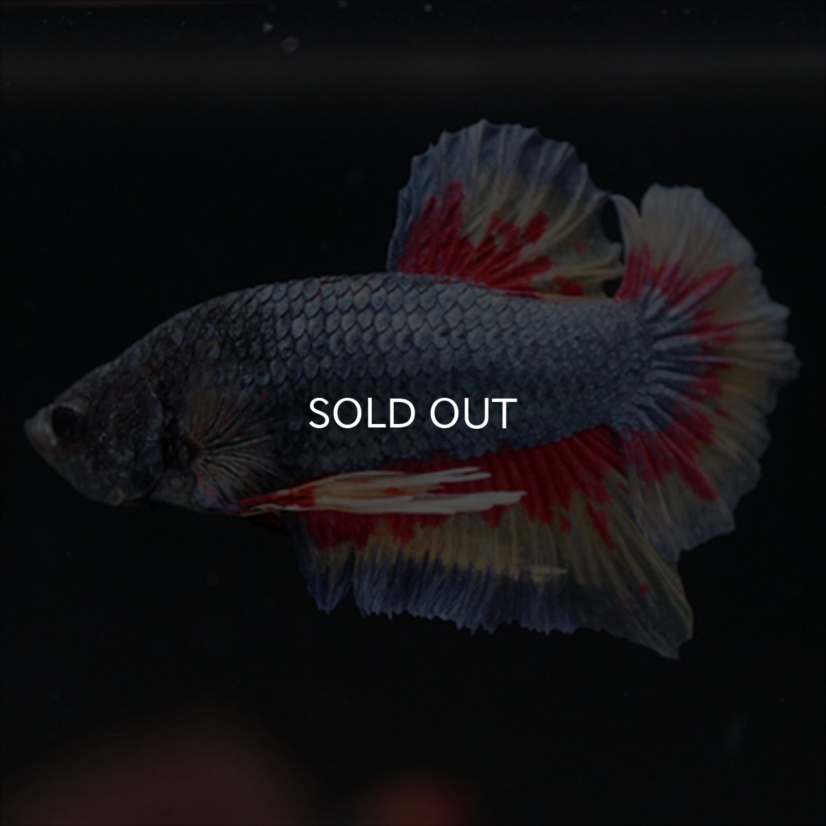 画像2: HMPK　ファンシーブルー　変わり柄 (2)