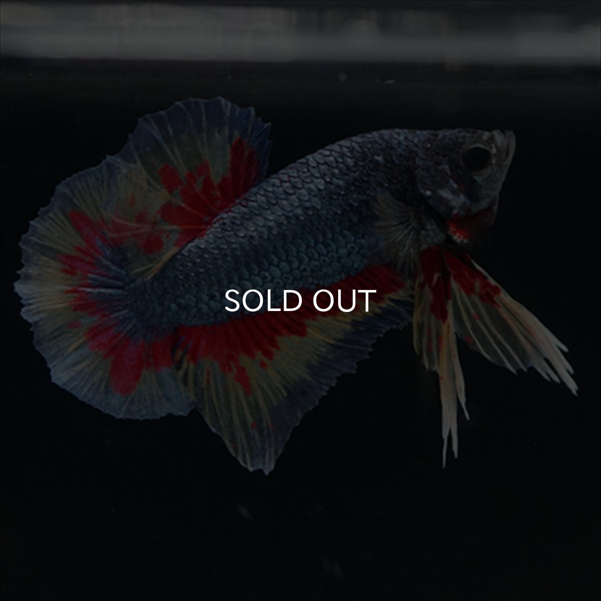 画像4: HMPK　ファンシーブルー　変わり柄 (4)