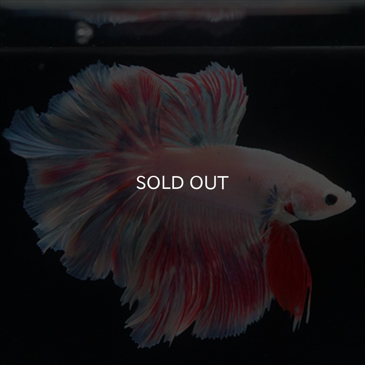 画像7: HMPK　ピンクファンシーローズテール (7)