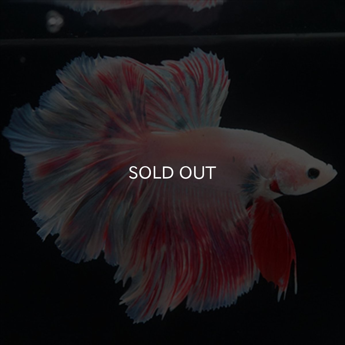 画像6: HMPK　ピンクファンシーローズテール (6)