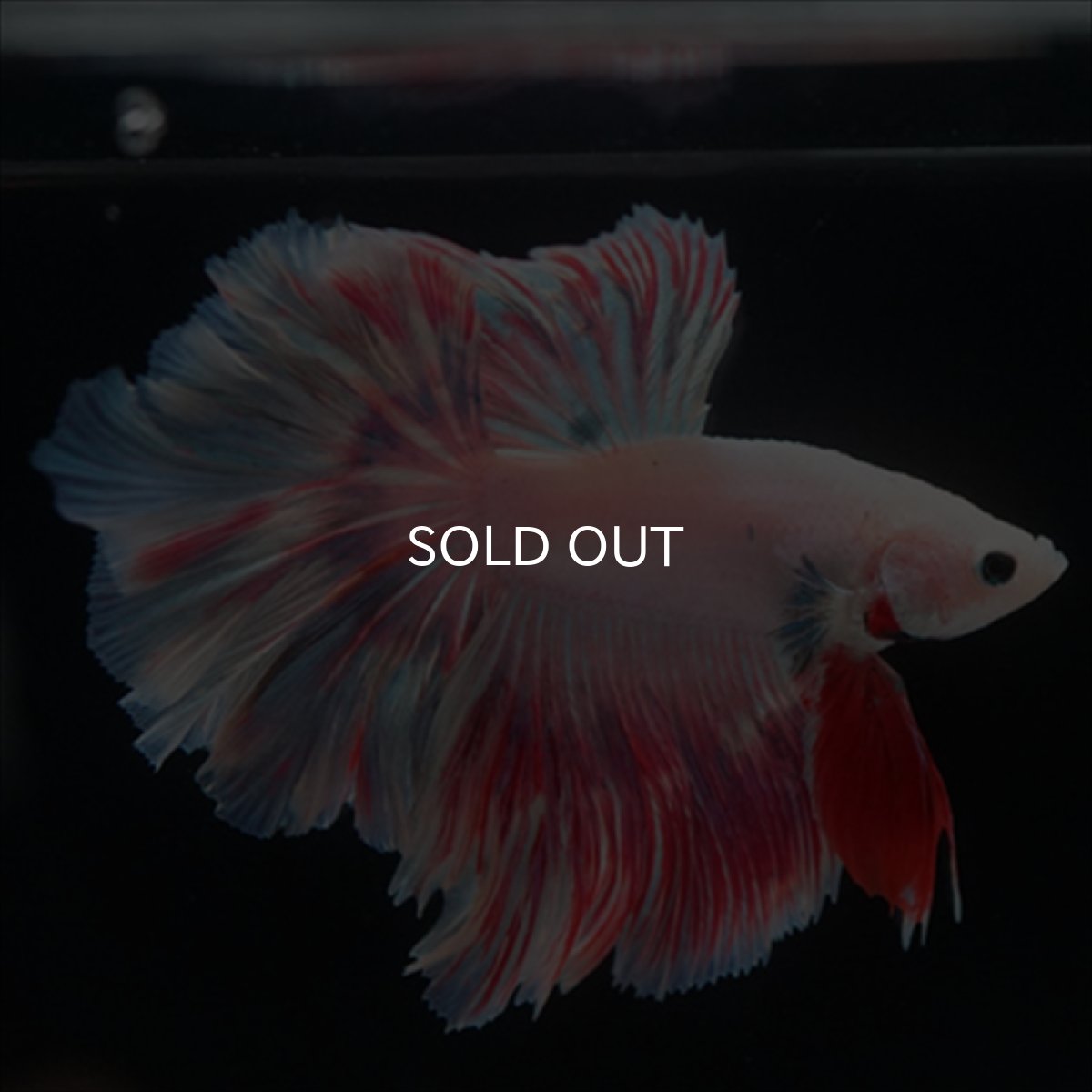 画像5: HMPK　ピンクファンシーローズテール (5)