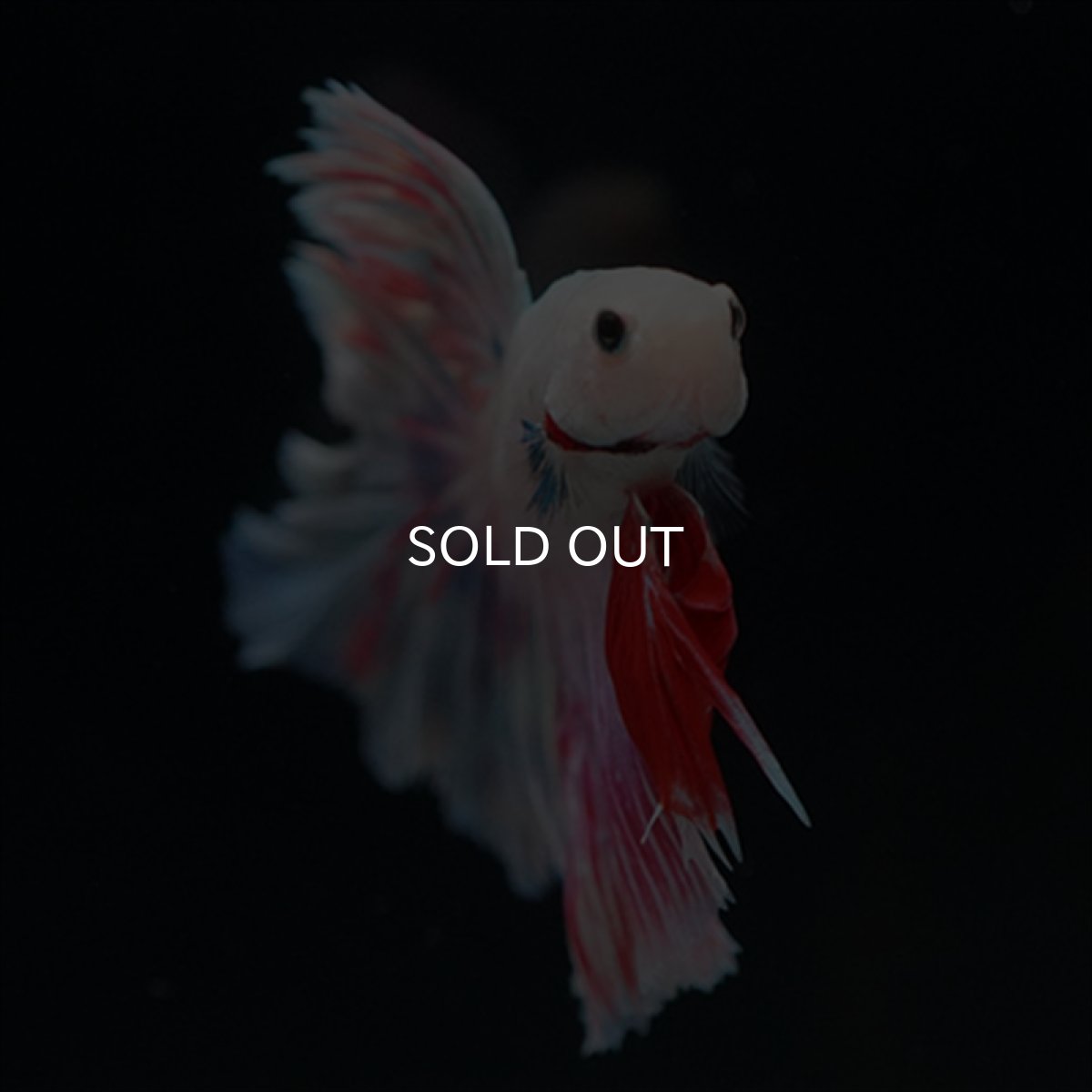 画像4: HMPK　ピンクファンシーローズテール (4)