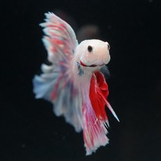 画像4: HMPK　ピンクファンシーローズテール (4)