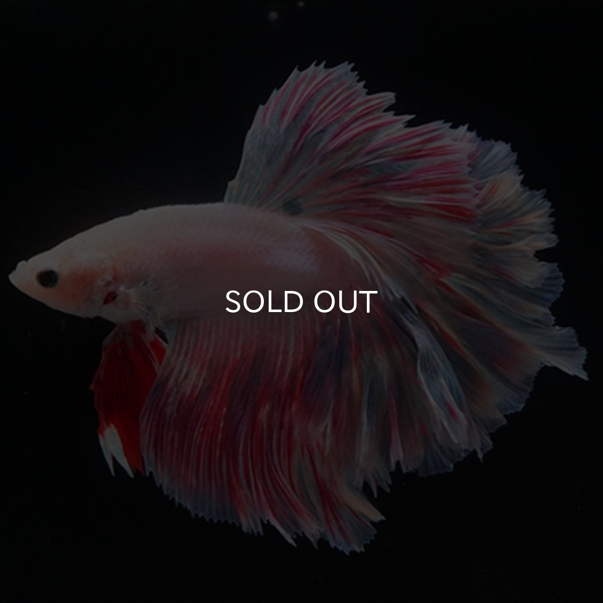 画像3: HMPK　ピンクファンシーローズテール (3)