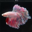 小魚家族パパ 様★専用 ショーベタ専門店 よこはま金魚HMPK ピンクファンシーローズ