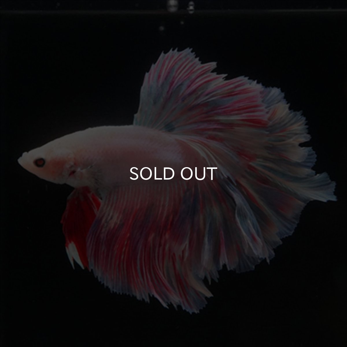 画像2: HMPK　ピンクファンシーローズテール (2)