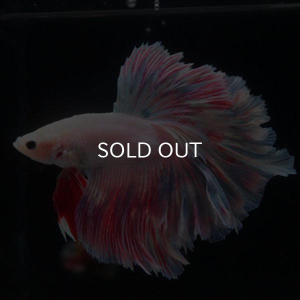 ショーベタ専門店 よこはま金魚HMPK ピンクファンシーローズ