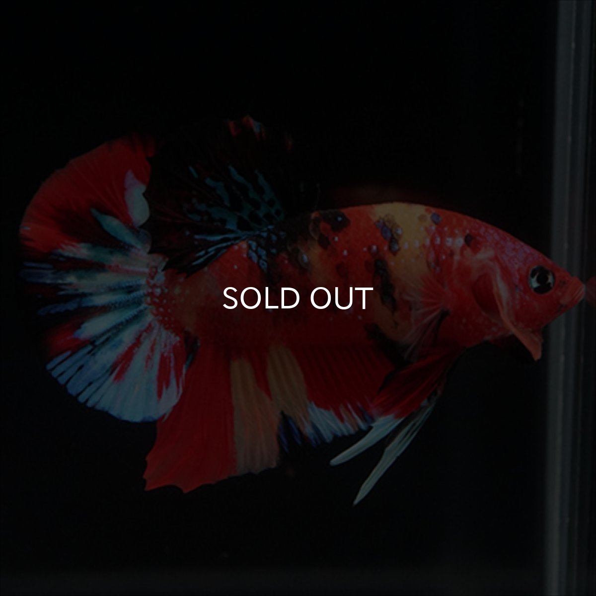 画像15: HMPK　キャンディ (15)