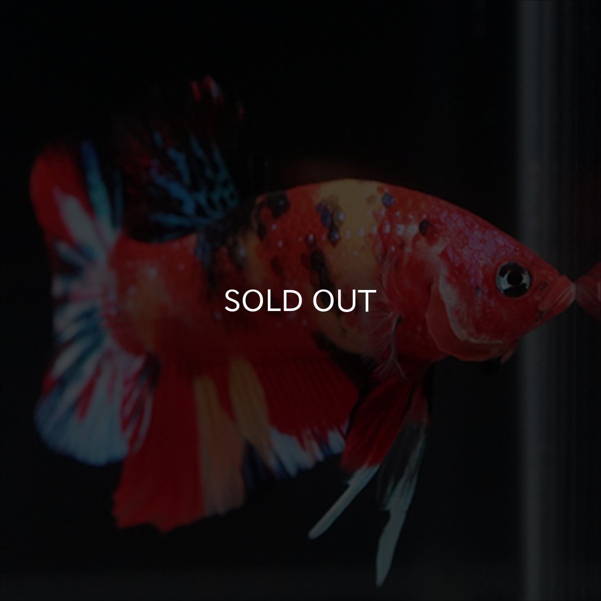 画像14: HMPK　キャンディ (14)