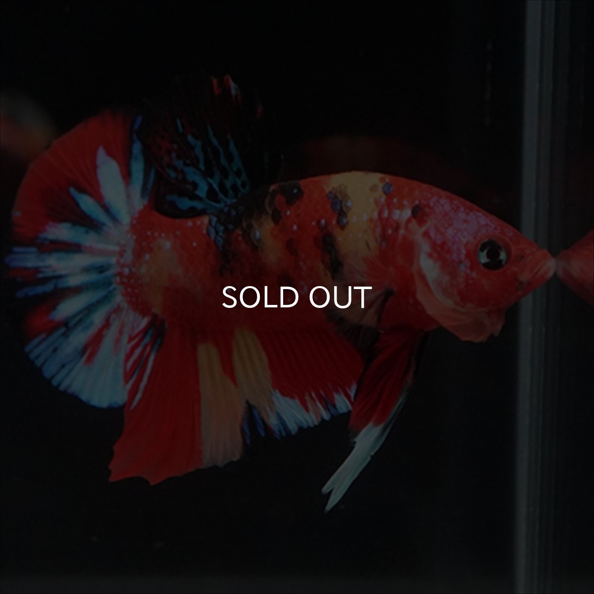 画像13: HMPK　キャンディ (13)