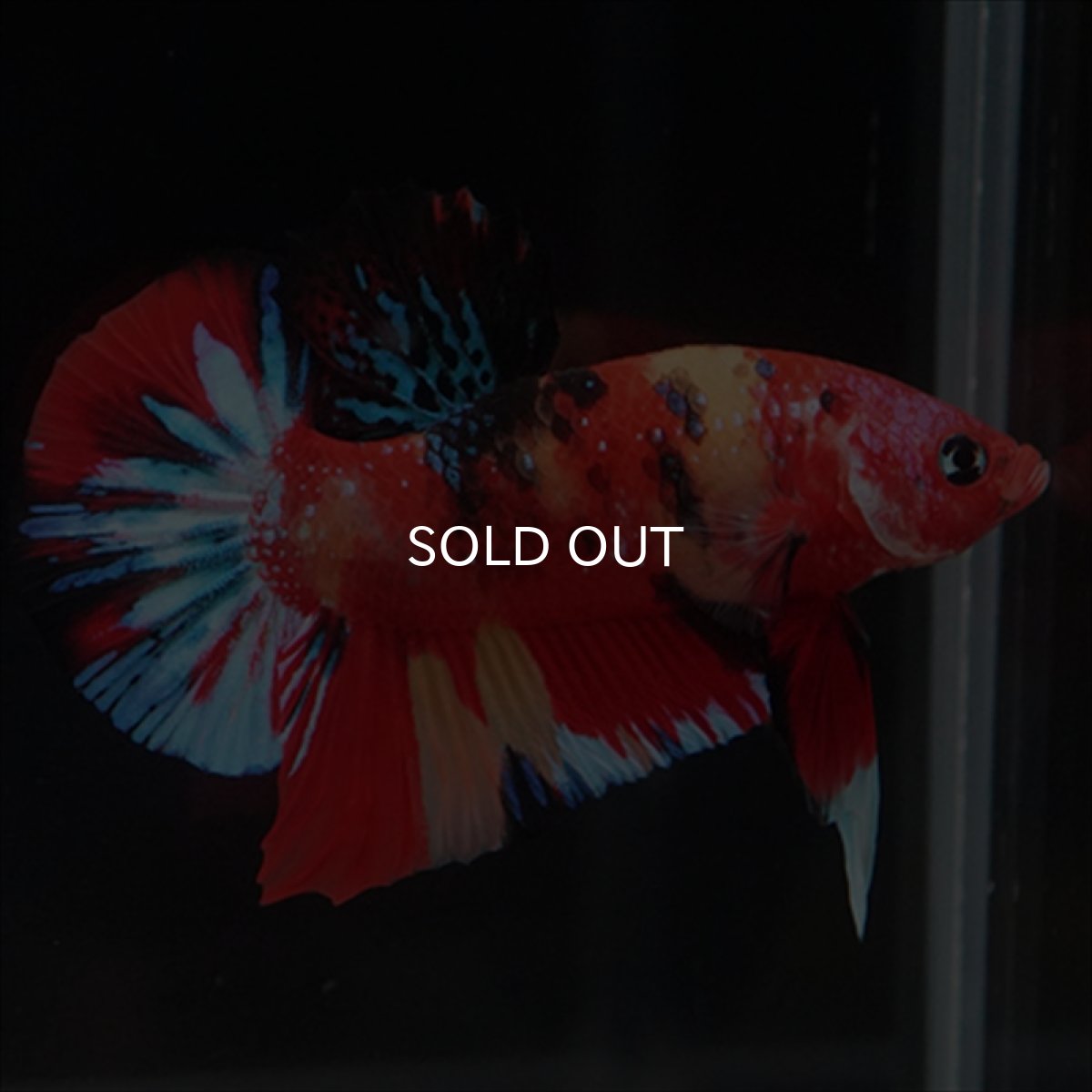 画像12: HMPK　キャンディ (12)