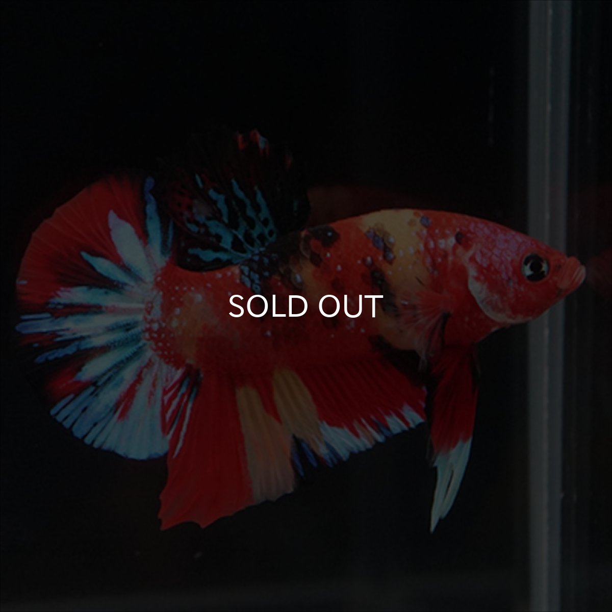 画像11: HMPK　キャンディ (11)