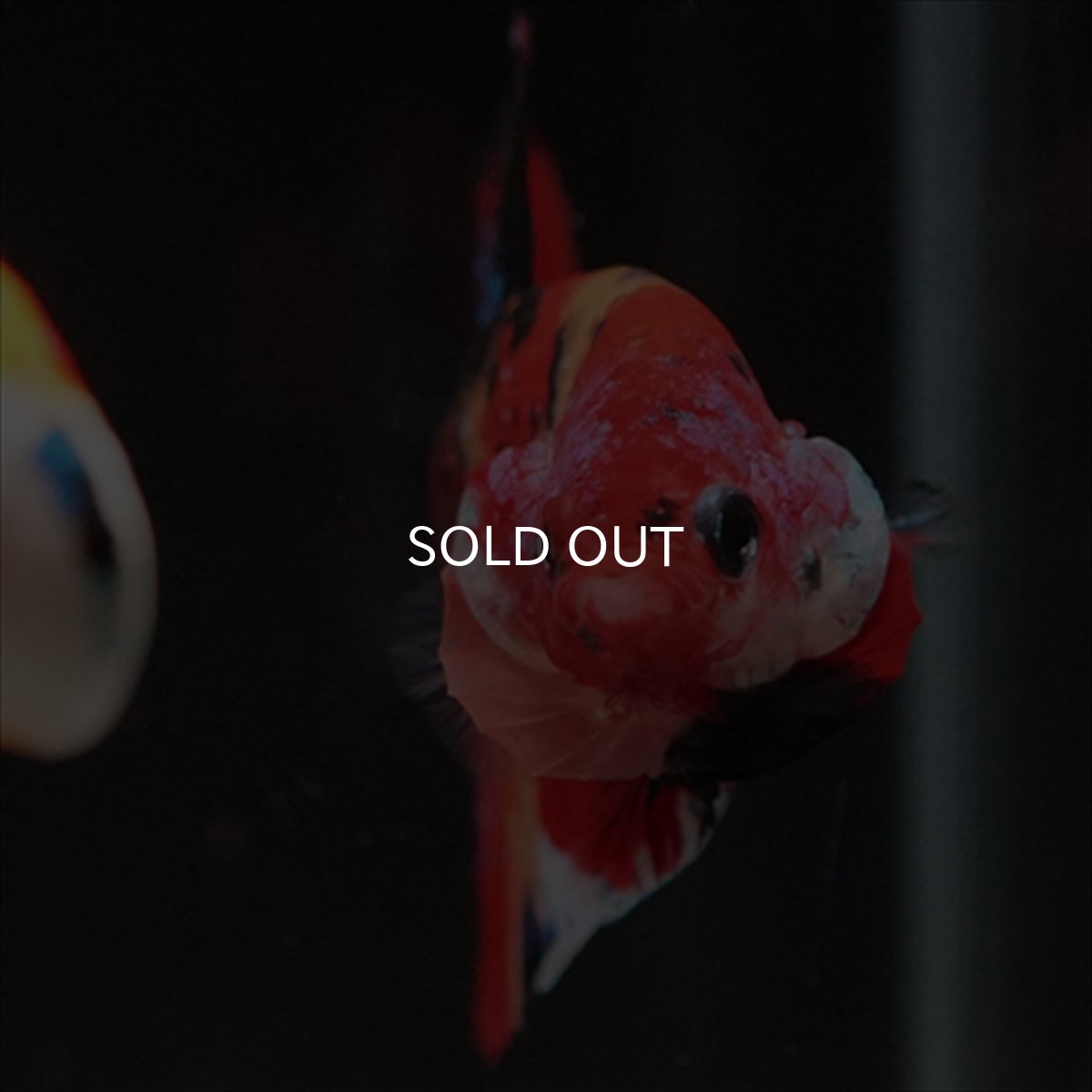 画像10: HMPK　キャンディ (10)