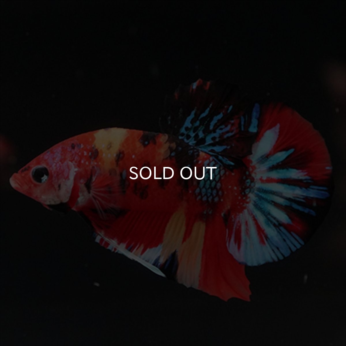 画像9: HMPK　キャンディ (9)