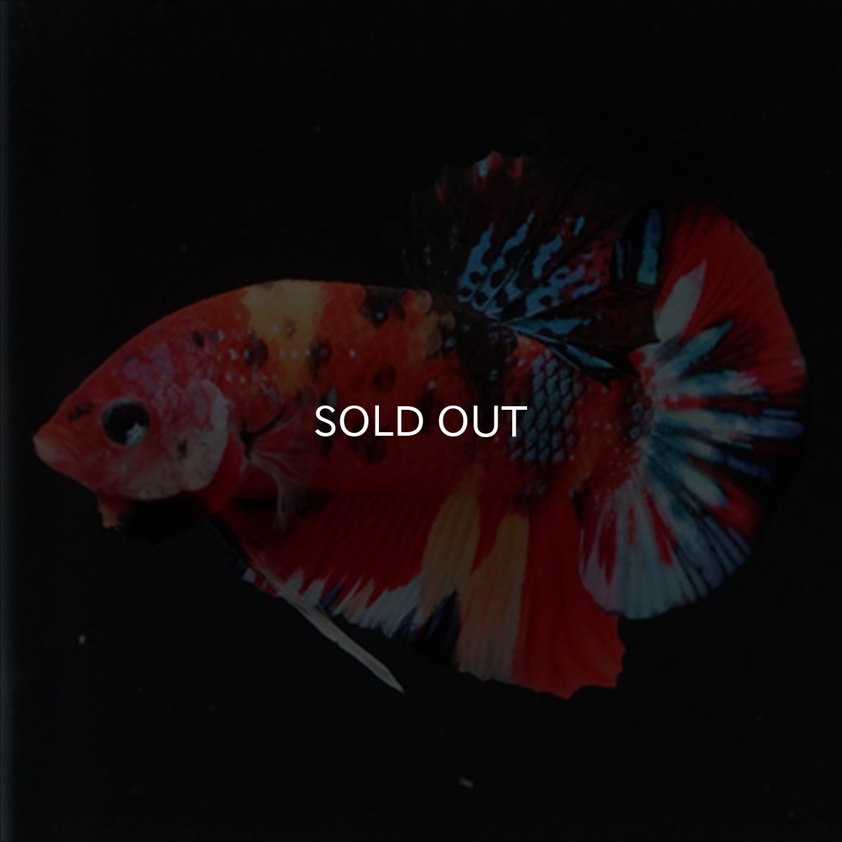 画像8: HMPK　キャンディ (8)