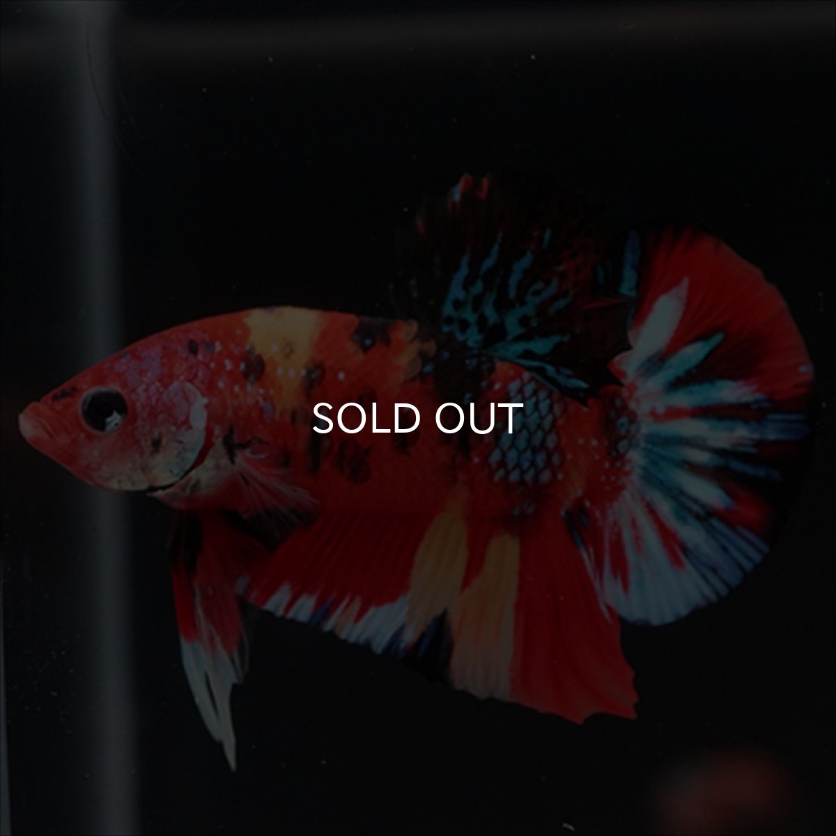 画像7: HMPK　キャンディ (7)