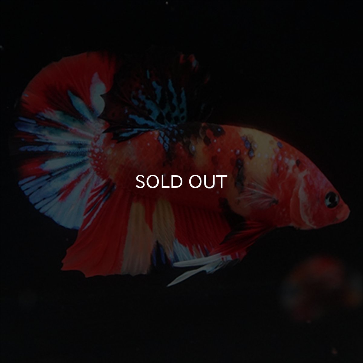 画像5: HMPK　キャンディ (5)