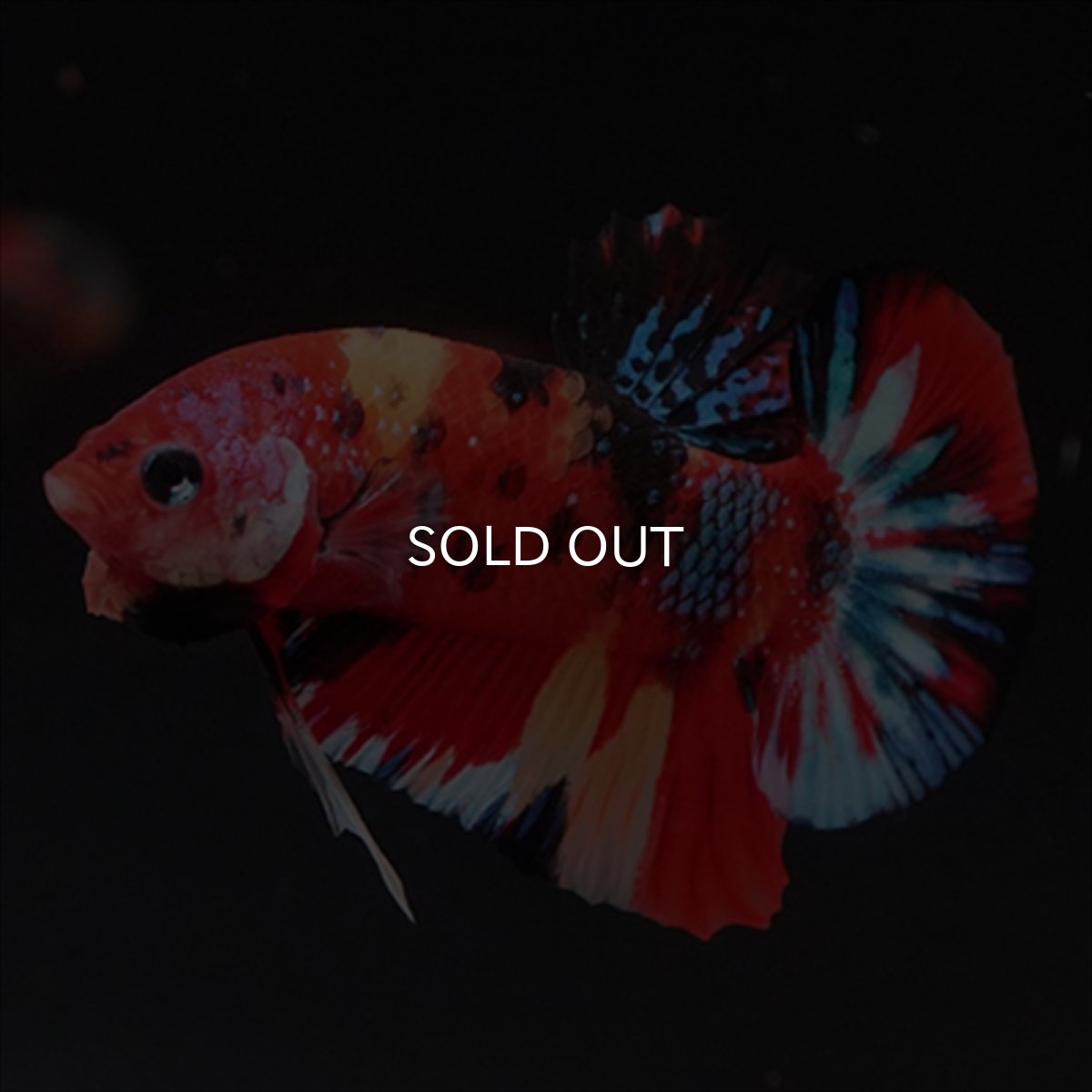 画像4: HMPK　キャンディ (4)