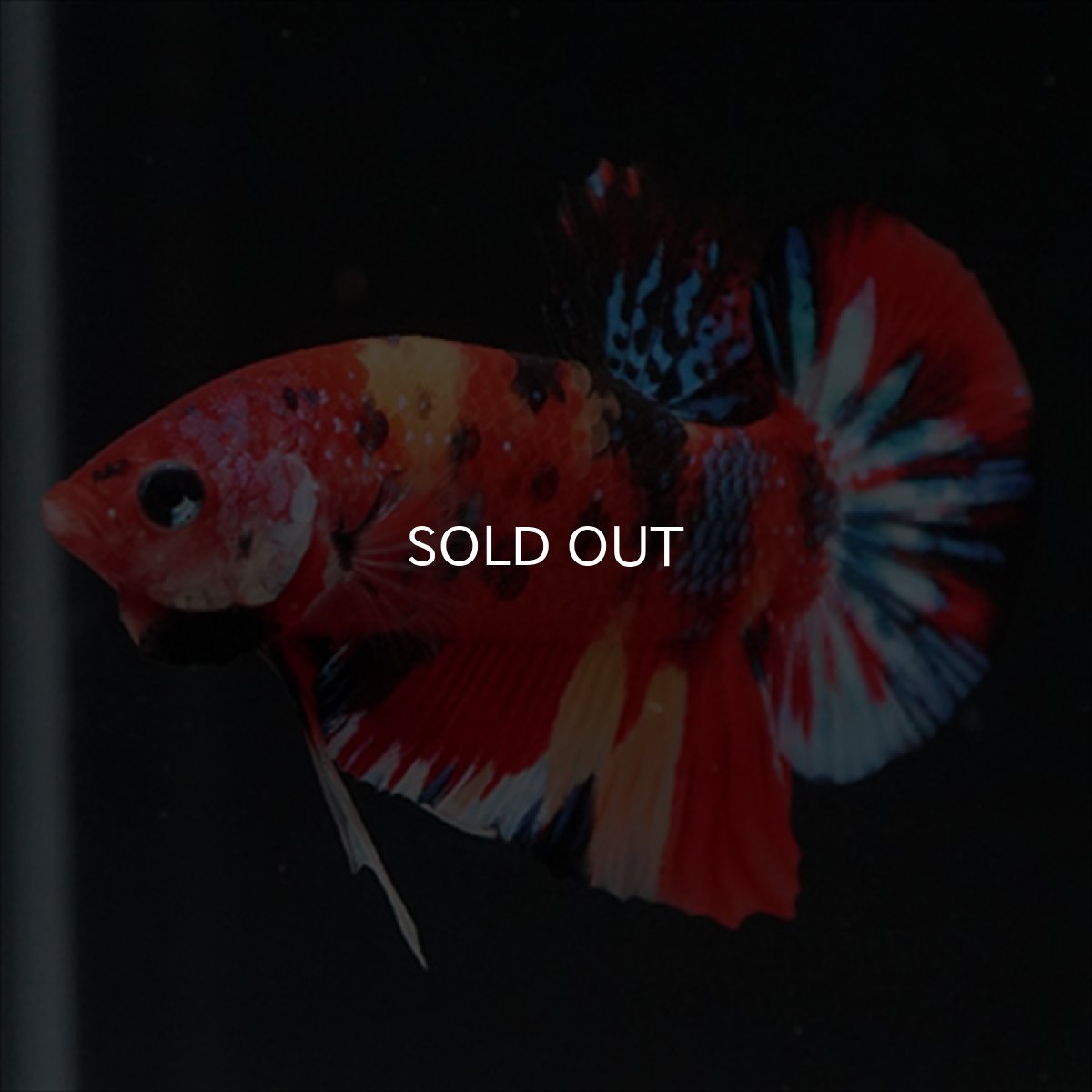 画像3: HMPK　キャンディ (3)