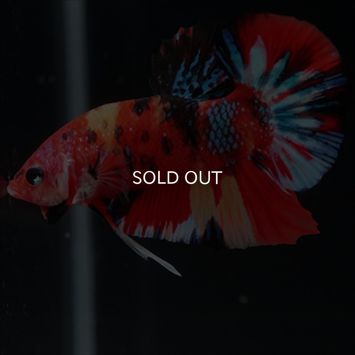 画像2: HMPK　キャンディ (2)