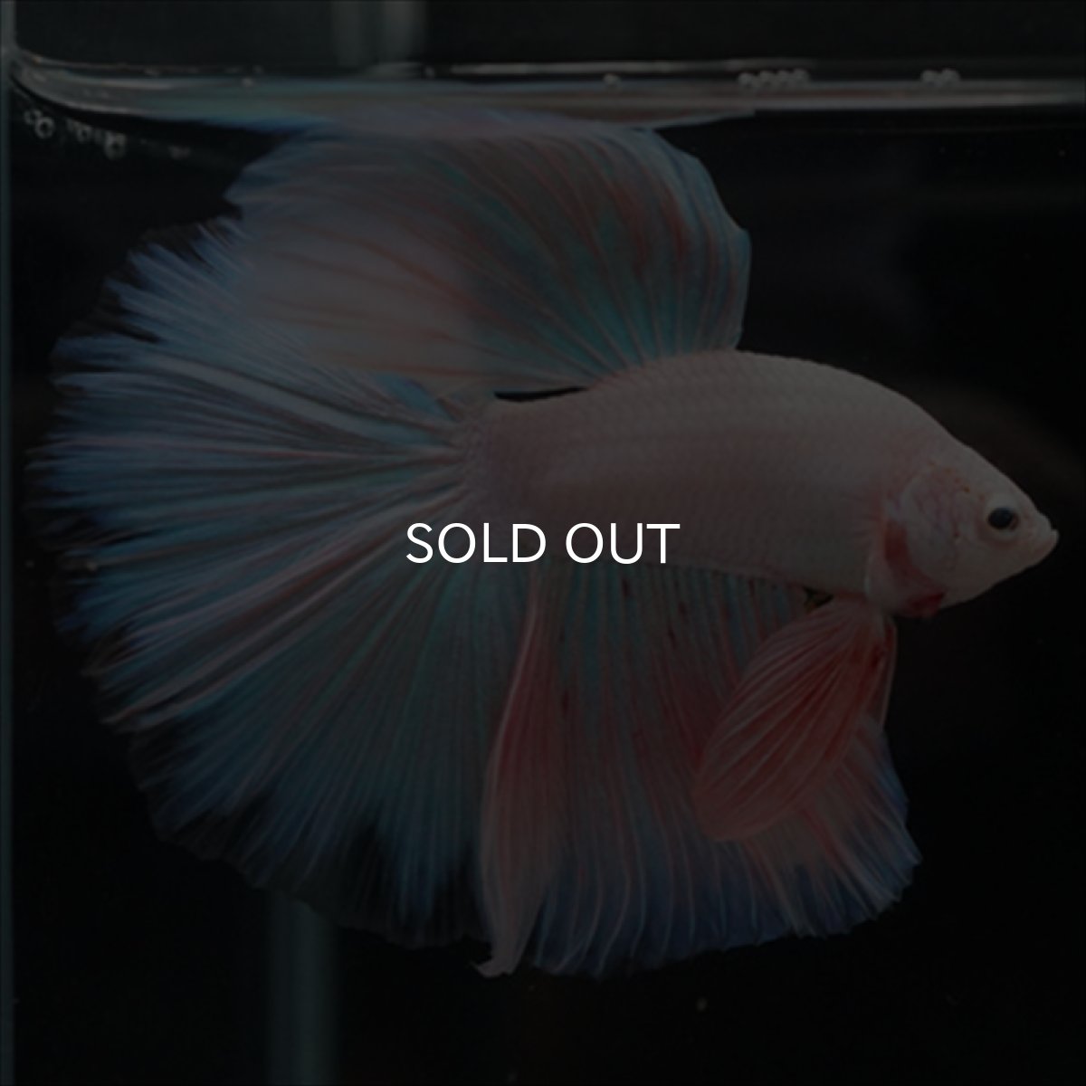 画像15: HM　ファンシーピンク (15)