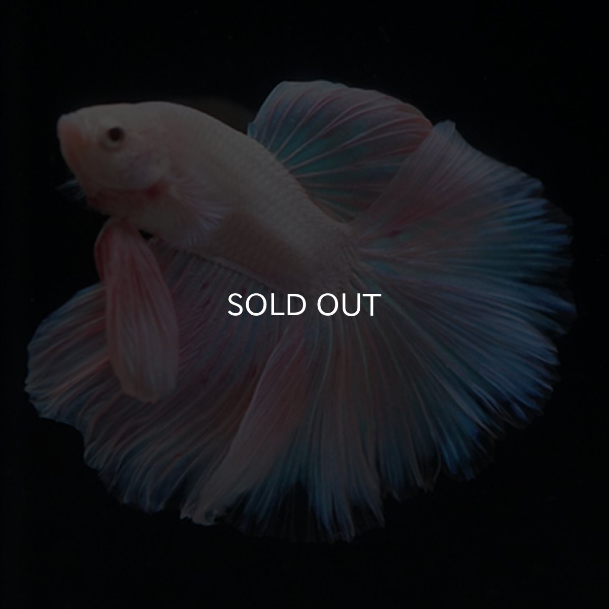 画像2: HM　ファンシーピンク (2)