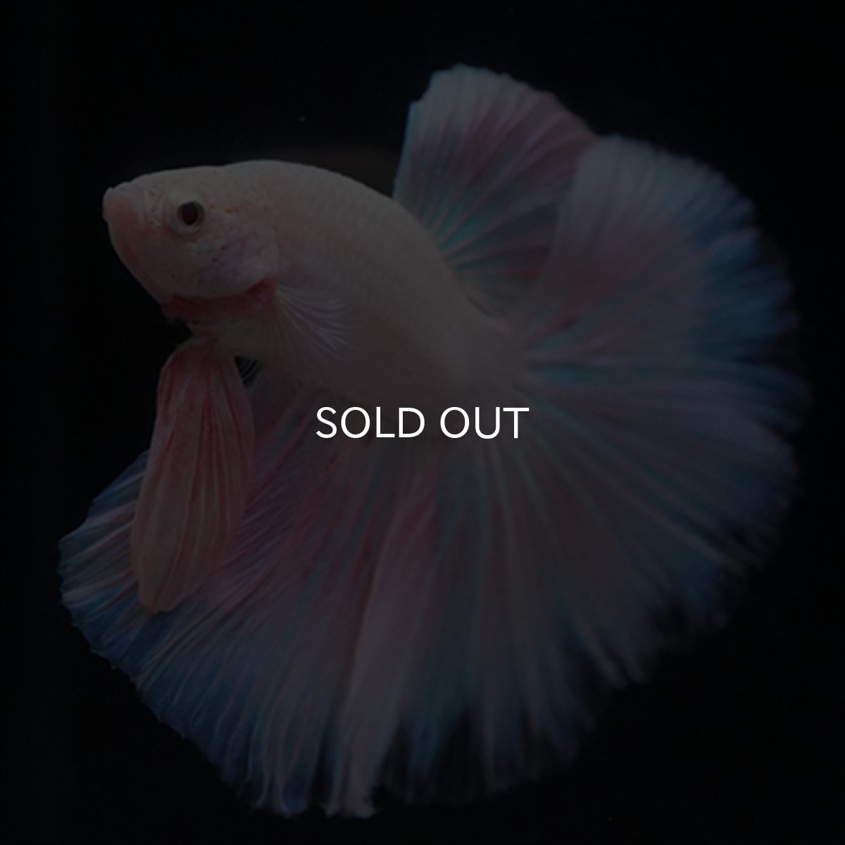 画像14: HM　ファンシーピンク (14)