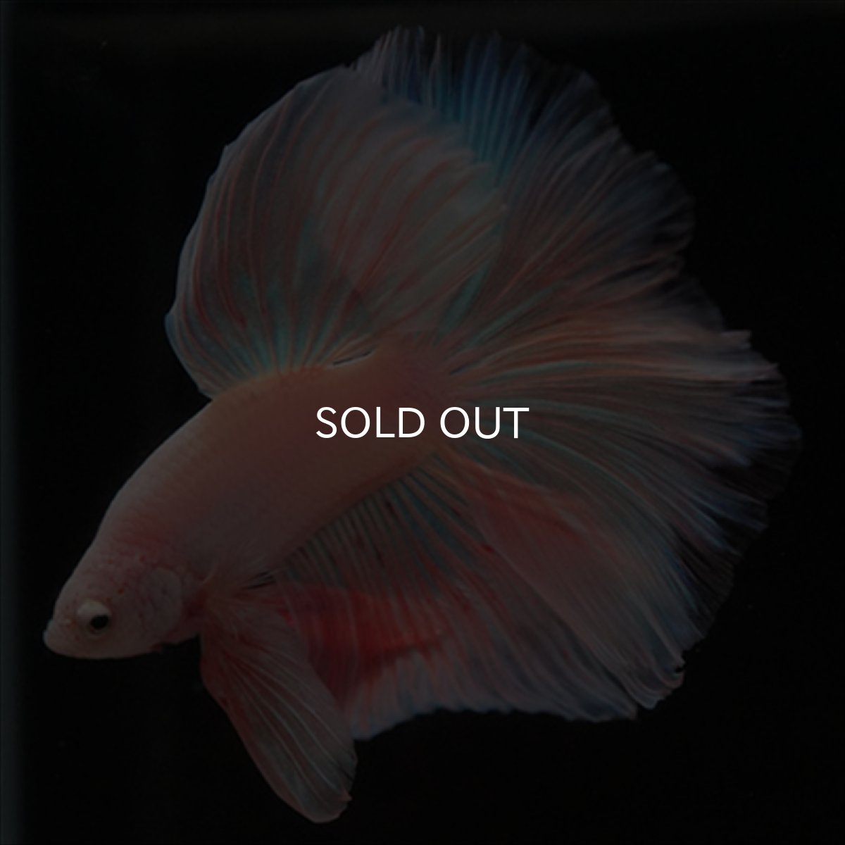 画像13: HM　ファンシーピンク (13)