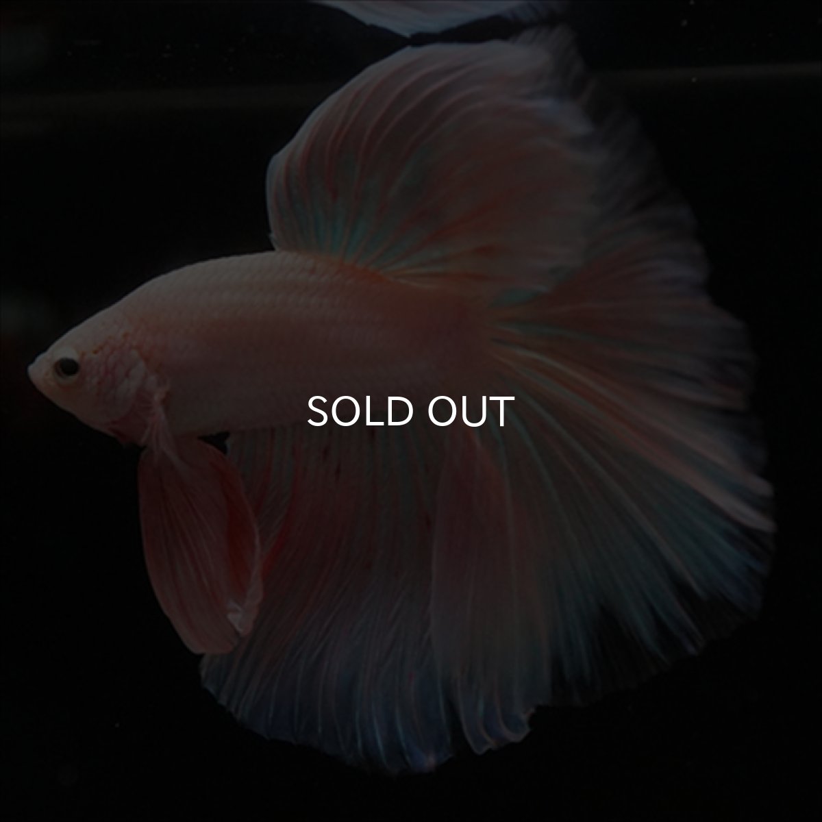 画像12: HM　ファンシーピンク (12)