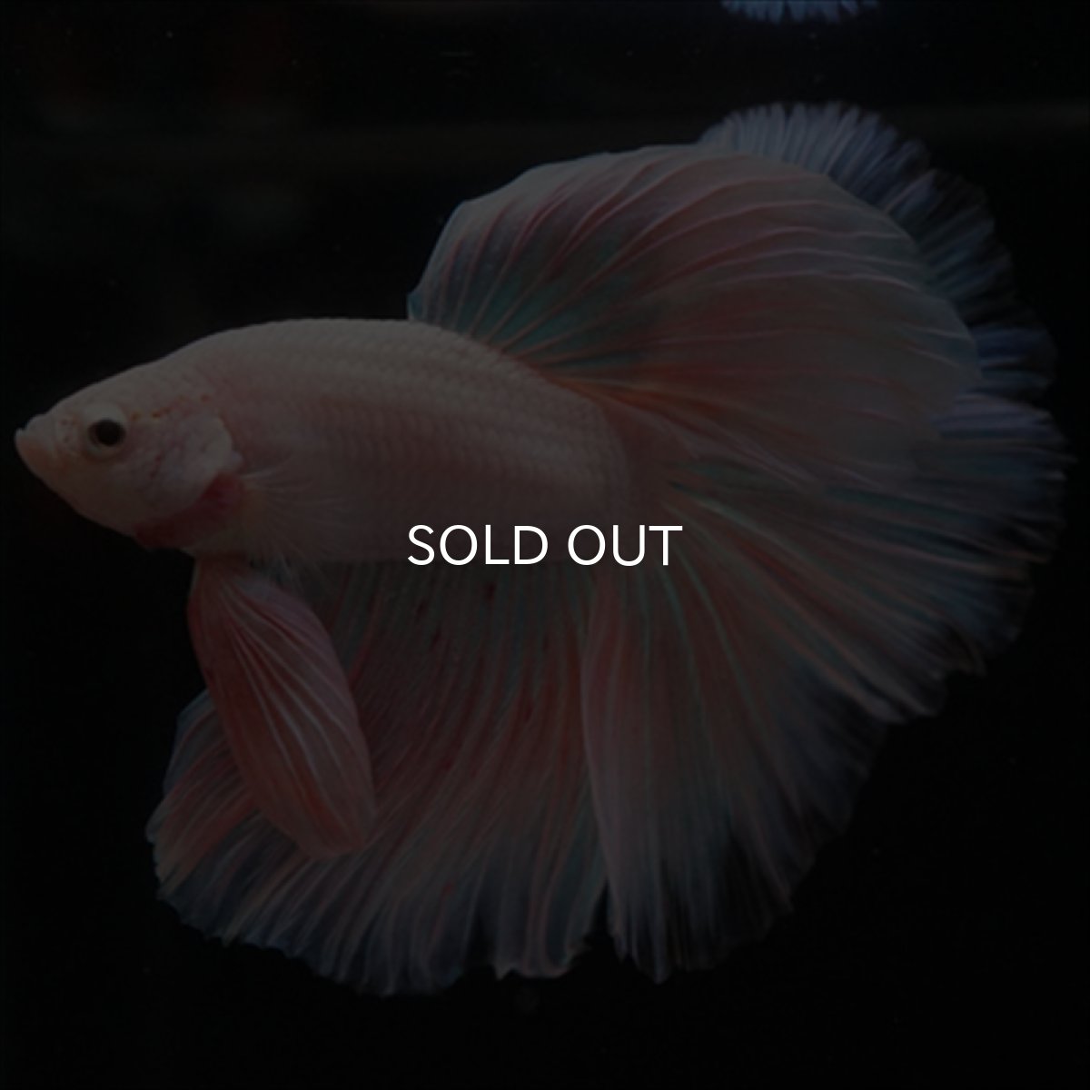 画像11: HM　ファンシーピンク (11)