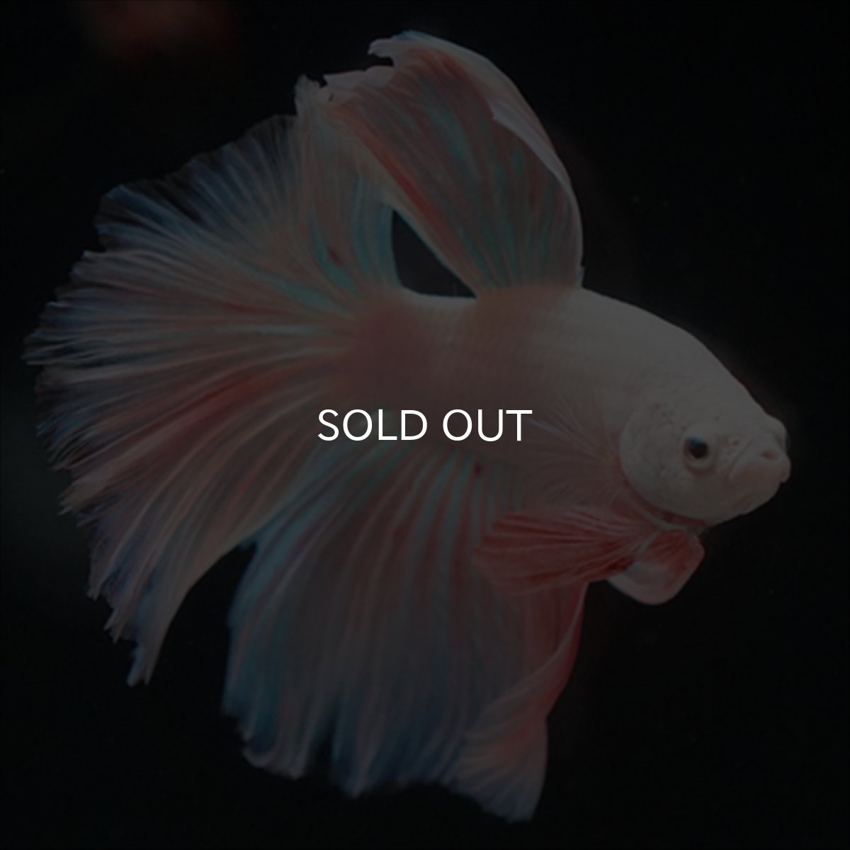 画像10: HM　ファンシーピンク (10)