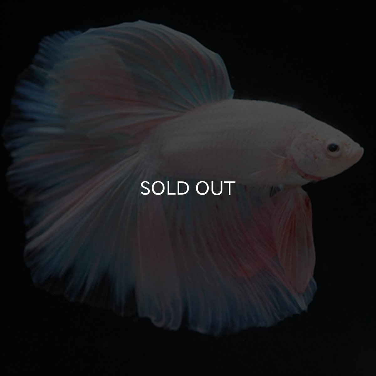 画像9: HM　ファンシーピンク (9)