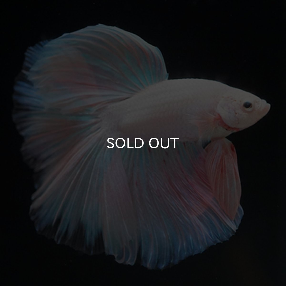 画像8: HM　ファンシーピンク (8)