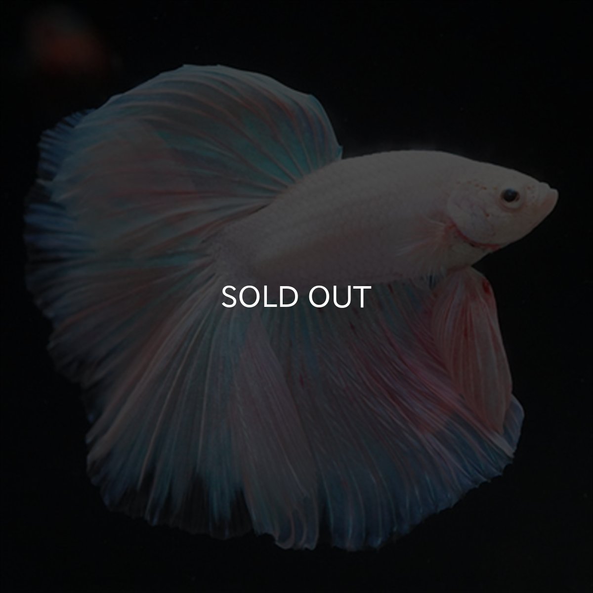 画像7: HM　ファンシーピンク (7)