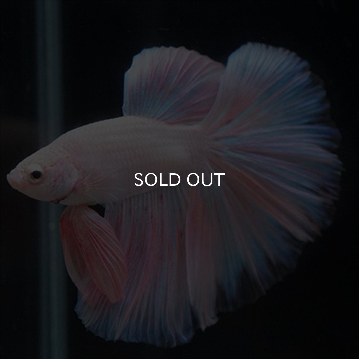 画像6: HM　ファンシーピンク (6)